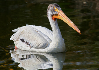 White Pelican (Pelecanus onocrotalus) on Watwr, in Summer