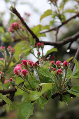 Fototapeta na wymiar Pink and white Apple blossoms on branches covered by raindrops in the orchard on springtime. Malus domestica 