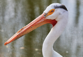 White Pelican (Pelecanus onocrotalus) on Watwr, in Summer