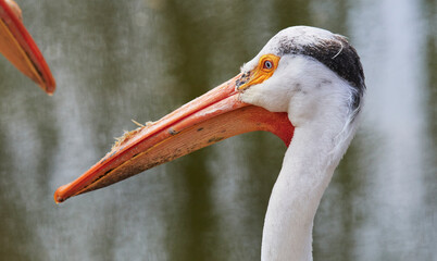 White Pelican (Pelecanus onocrotalus) on Watwr, in Summer