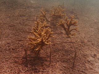 Coral transplant at coral nursery area in Marine park