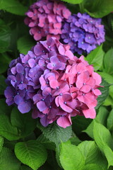 アジサイ　花　紫陽花　梅雨