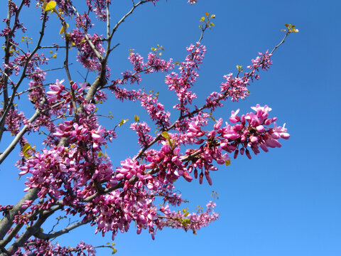 Purple flowers blossom in spring, judas tree 