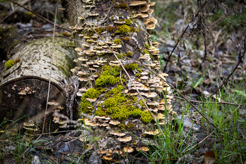 Pilze