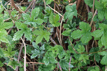 Common hop or Humulus lupulus branch with leaves with gray spots. Common Hop leaves with disease