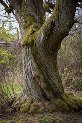 Baum