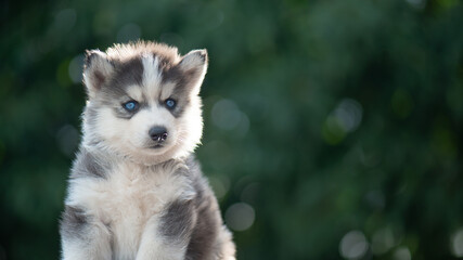 Close up of Blue eyes siberian husky puppy with copy space