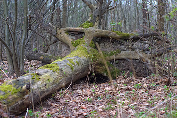 The mossy trunk of a fallen tree in a spring forest