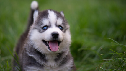 Blue eyes siberian husky puppy standing on green grass