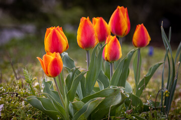 Tulpen