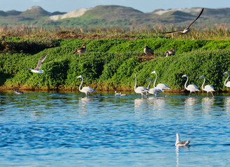 Bird activity at the False Bay Nature Reserve