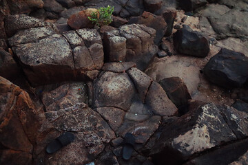 tree on the rock