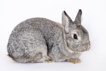 Young gray rabbit on a white isolated background. Pet bunny sniffs and sits, looks. Farmer breeding rabbits