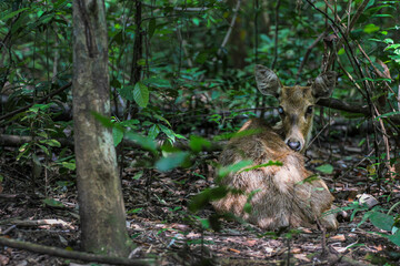 Injured Deer