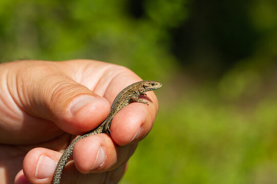 Man's hand holding a lizard with green background, animal concept.
