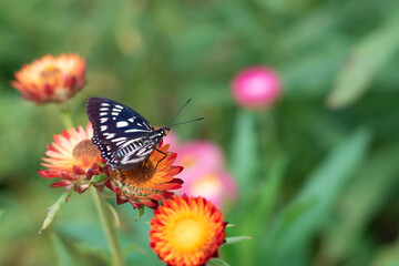 A horizontal close-up of a butterfly perched on a straw flower, and blurred the background.