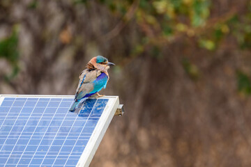 Indian Roller on a solar panel.