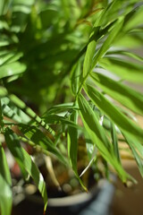 Small homegrown palm tree in plant pot with juicy green leaves close up