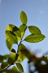 Green branch with oval leaves against clear blue sky from below