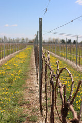 Fototapeta na wymiar Vine plants growing in the vineyard in the countryside with yellow dandelion in bloom . Vitis vinifera cultivation in northern Italy on early springtime