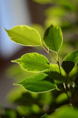 Green ficus tree branch with leaves close up on blurry background