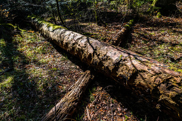 tronc d'arbre en décomposition sur le sol en forêt