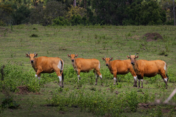 Naklejka na ściany i meble A herd of cows in the Sadengan Alas Purwo meadow, East Java, Indonesia