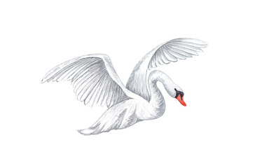 Watercolor white swan. Hand drawn white bird isolated on white background. love concept