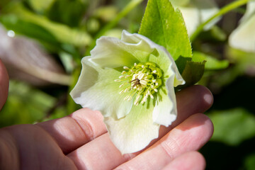 Beautiful delicate spring Helleborus flowers. Light green flowers with water drop on the petals. Macro, close up. Winter rose, green blossoms.