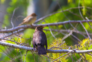 Blackbird standing on green grass