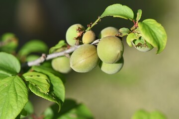 Japanese apricot fruits.  It is mainly used for Pickled plum and Plum wine.