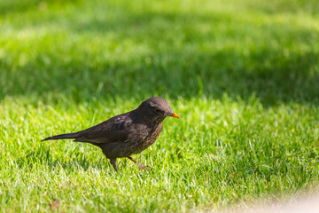 Blackbird standing on green grass
