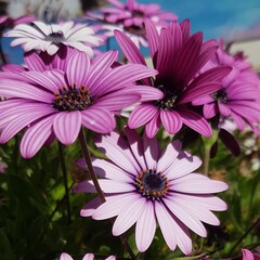 pink daisies in a garden