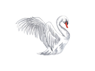 Watercolor white swan. Hand drawn white bird isolated on white background. love concept