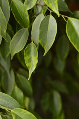 Ficus tree as decorative plant with juicy green leaves close-up