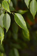 Ficus tree as decorative plant with juicy green leaves close-up