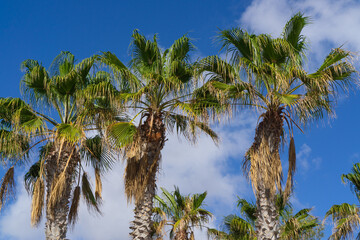 Obraz na płótnie Canvas Palm trees in the blue sky