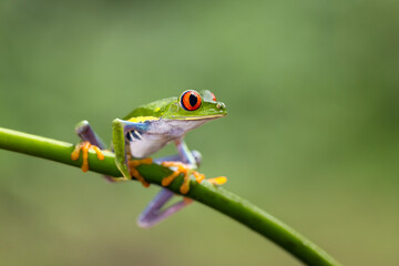 An amazing red eye tree frog sitting on a leave in rain forest of Costa Rica. The cutest of all local frogs and yet the most common one. Red eyes, green body and orange legs. - obrazy, fototapety, plakaty