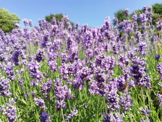 Obraz premium Lavender