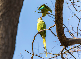 Long-tailed parrots in a city park in Baku