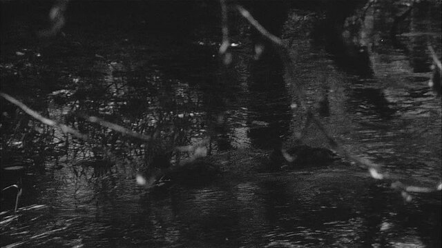 Vintage 16mm Film Black and White of two Ducks swimming away in the water