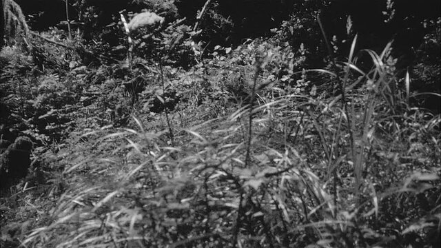Vintage 16mm Film Black and White of a Butterfly flying through tall Grass