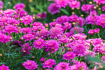 Aster beds growing in the park