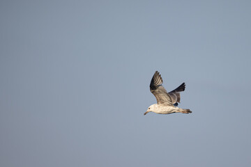 A single gull flying in the sky. Gulls, or colloquially seagulls, are seabirds of the family Laridae in the suborder Lari.