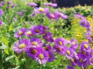 Fototapeta premium Purple daisies 