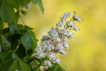 A single chestnut flower on a spring sunny morning. White blossom, green leaves on a warm background. Close up of this beautiful and big blossom. Natural view, pleasing and relaxing.
