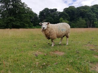 Sheep 