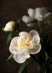White peonies on a dark background. Close-up © Elena Sukhova
