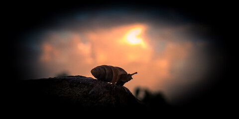 silhouette of a person