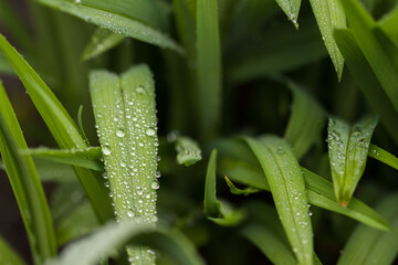 Water drops on the leaf